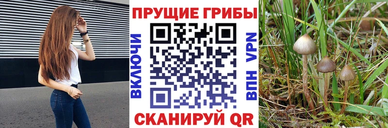 Галлюциногенные грибы Cubensis  Мезень 